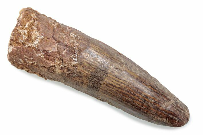Fossil Spinosaurus Tooth - Feeding Worn Tooth #370584